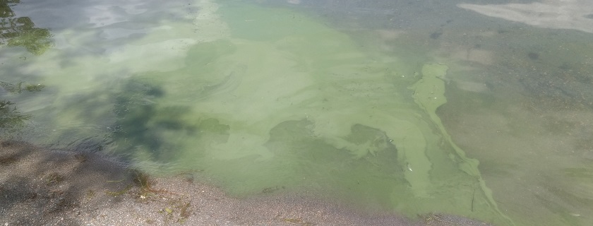 Blue green algae