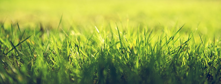 A close up of grass.