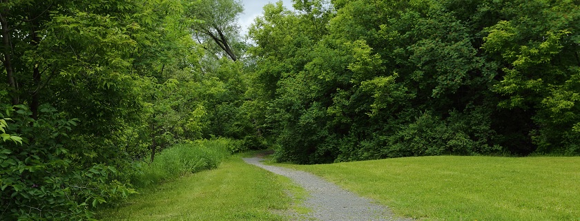 A walking path leading into the woods with trees and grass on either side of the path.