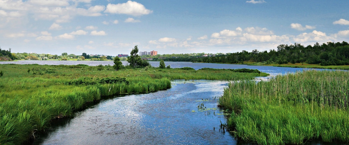 Shoreline Buffer Area