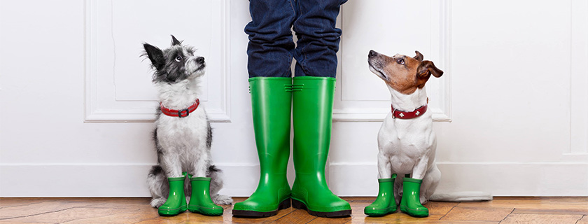 A homeowner with their two small dogs wearing rubber boots indoors with water on the floor