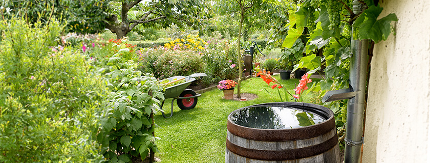 A garden and a rain barrel