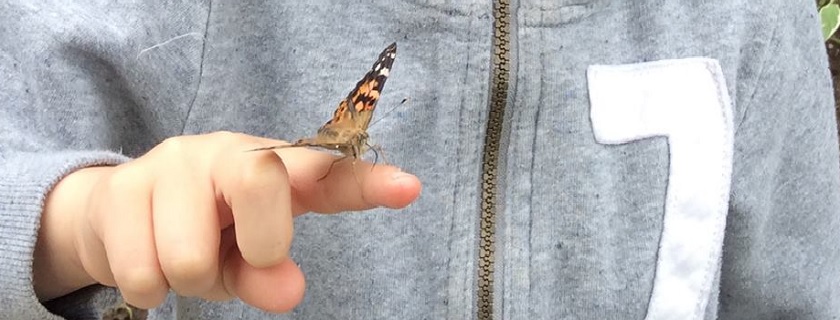 A butterfly on a child's finger.